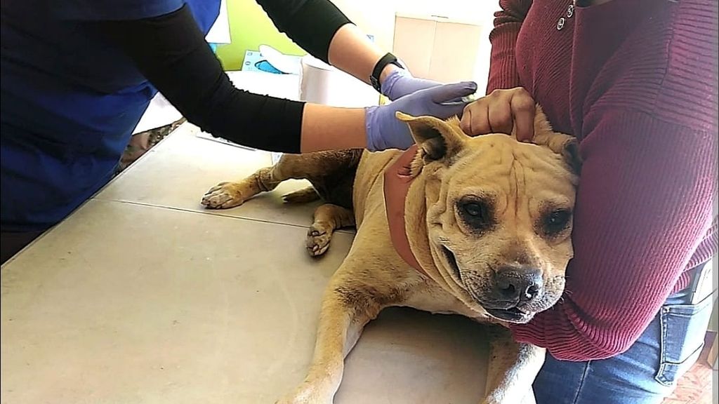 vacuna antirrábica vacuna antirrábica