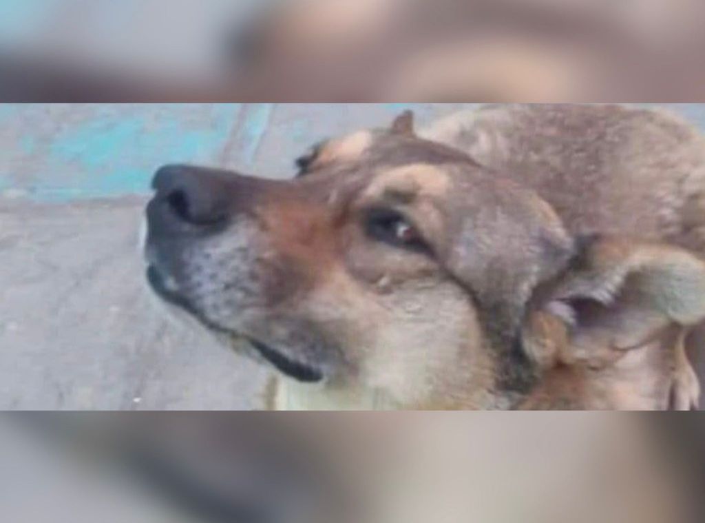 Presunto Maltrato Animal Presunto Maltrato Animal