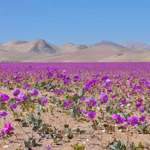 Antofagasta Antofagasta