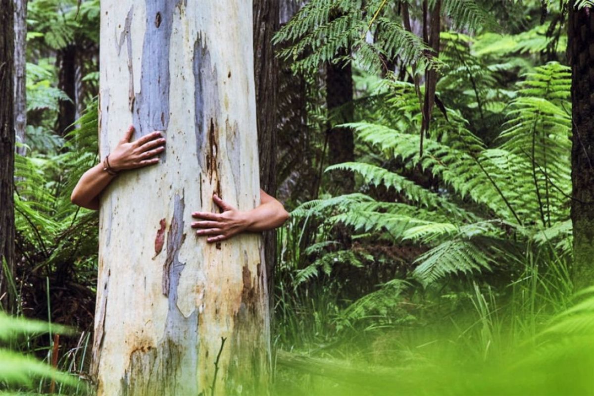 medio ambiente medio ambiente