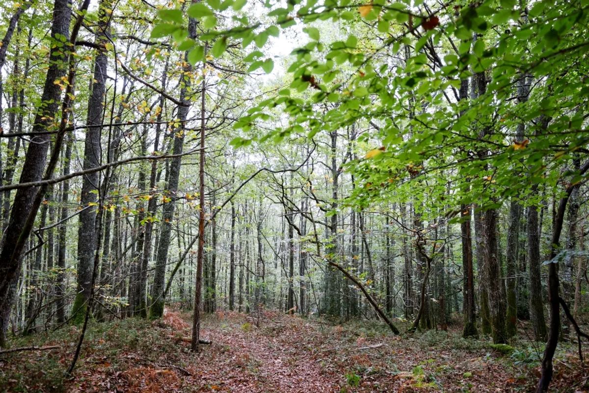 medio ambiente medio ambiente