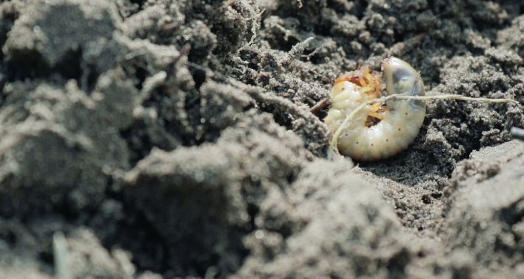 GUSANO BLANCO GUSANO BLANCO