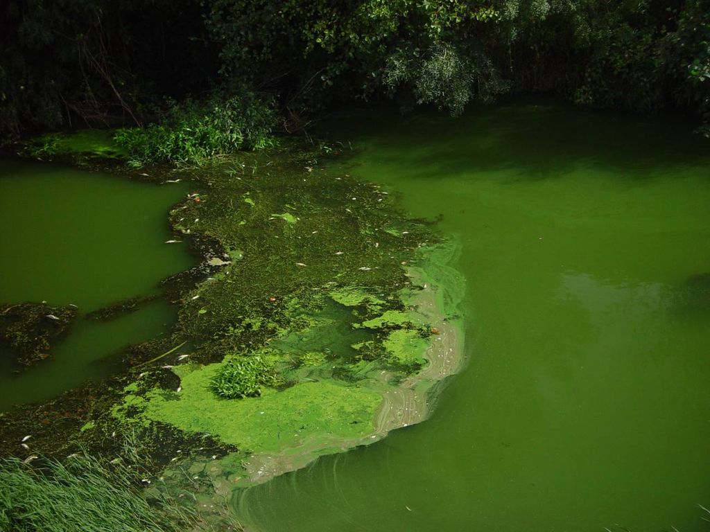 La-actividad-humana-provoca-el-crecimiento-de-algas-nocivas-en-los-lagos La-actividad-humana-provoca-el-crecimiento-de-algas-nocivas-en-los-lagos