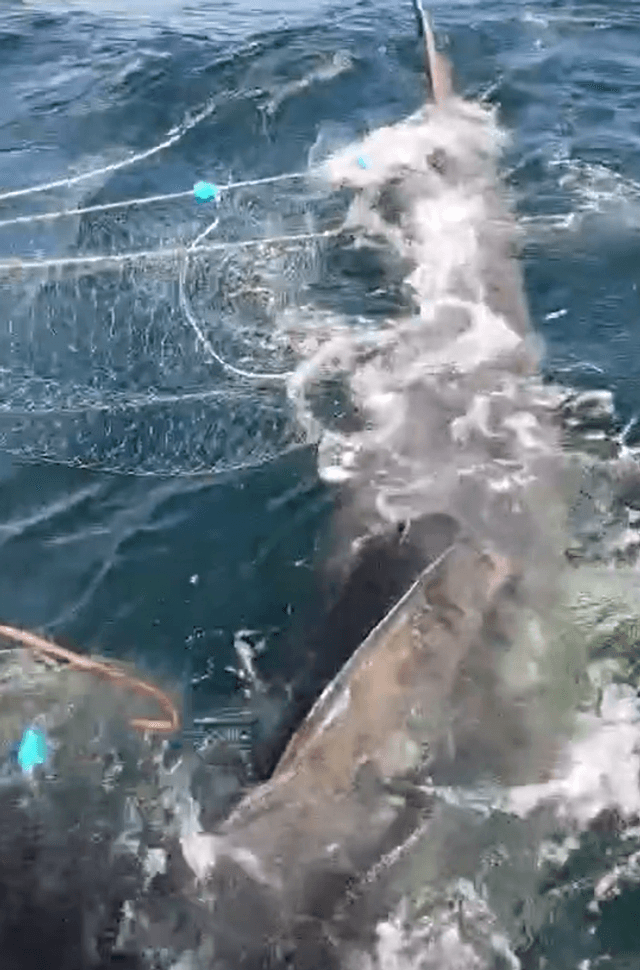 FOTO TIBURON FOTO TIBURON