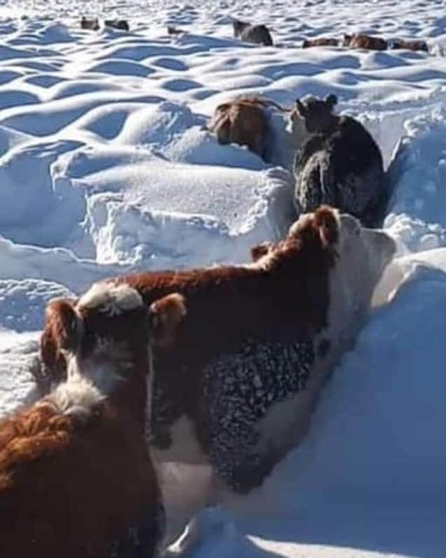 NIEVE