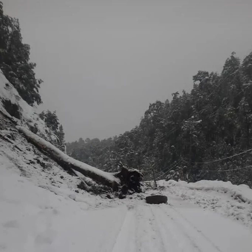 NIEVE PALENA