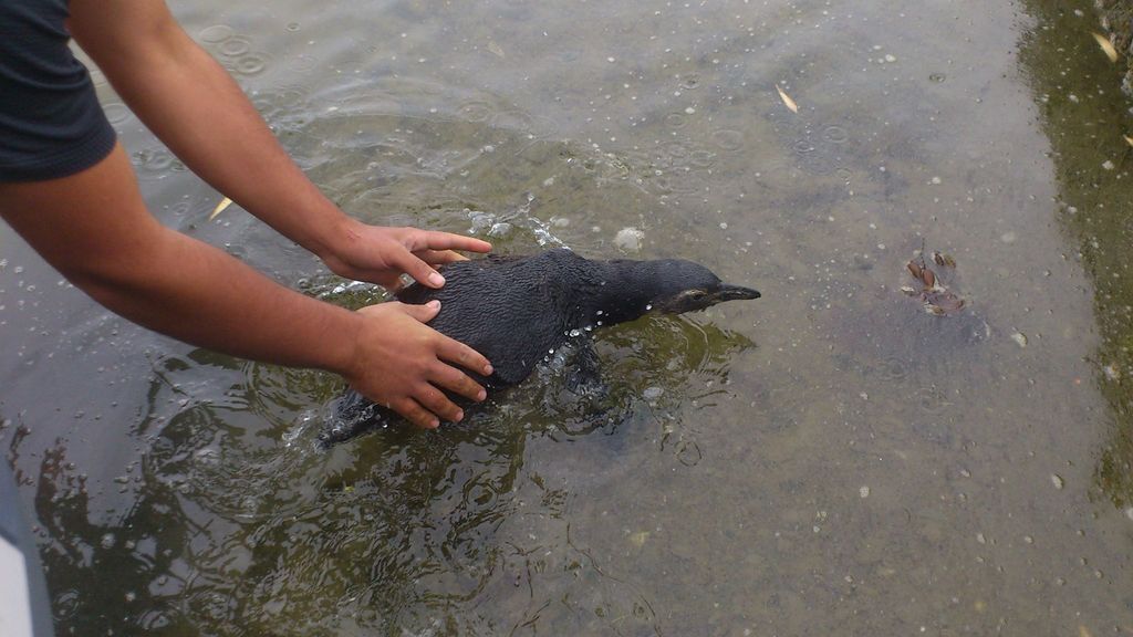 CHILOE SILVESTRE CHILOE SILVESTRE