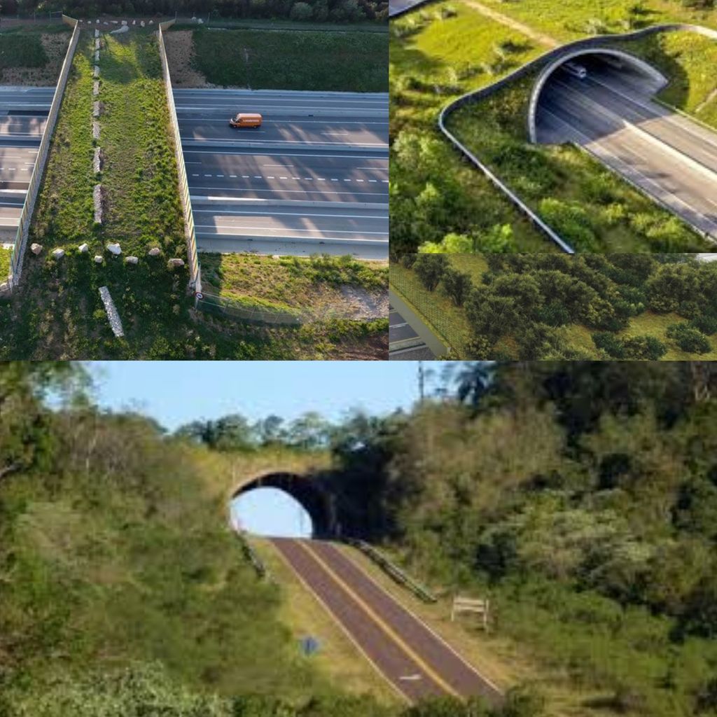 Polish_20250608_131739380 Polish_20250608_131739380