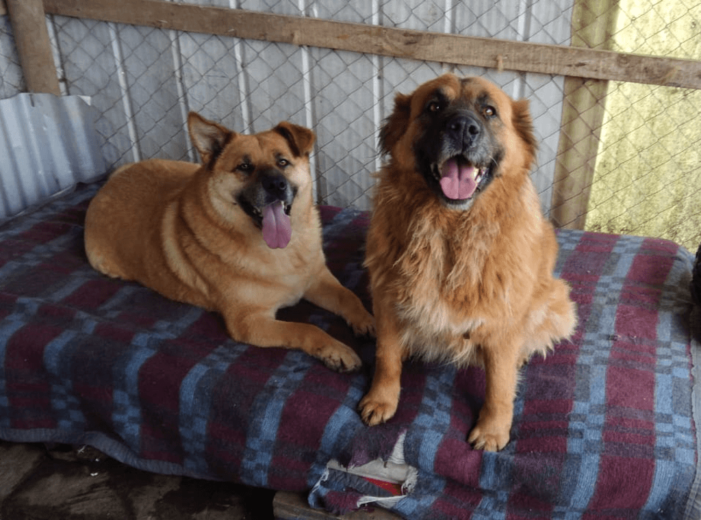 fotos 2 perros fotos 2 perros