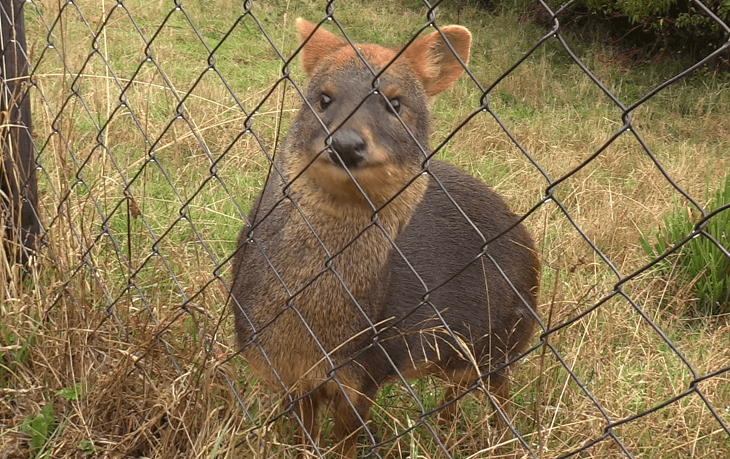 PUDU OK PUDU OK