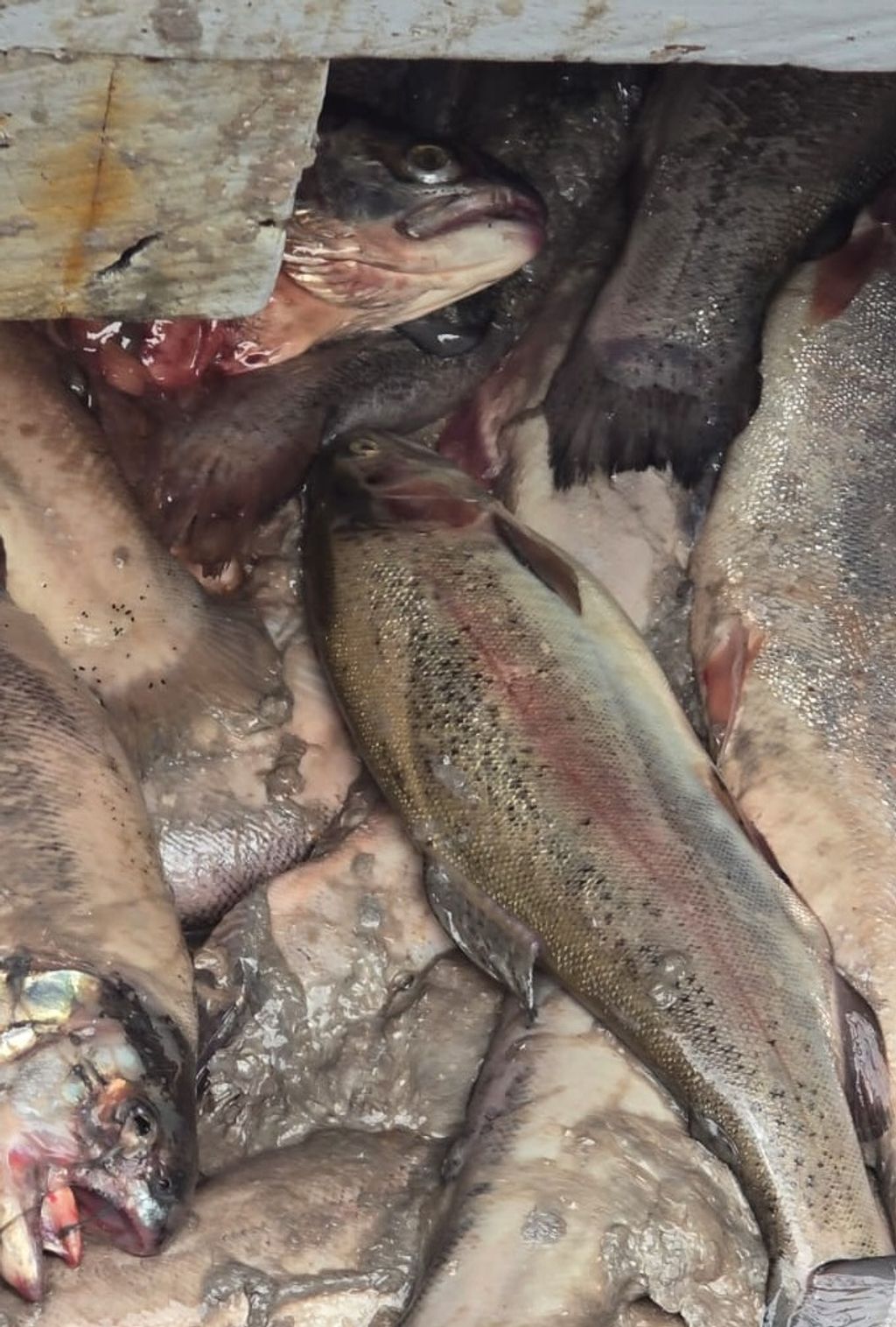 SALMON OK SALMON OK