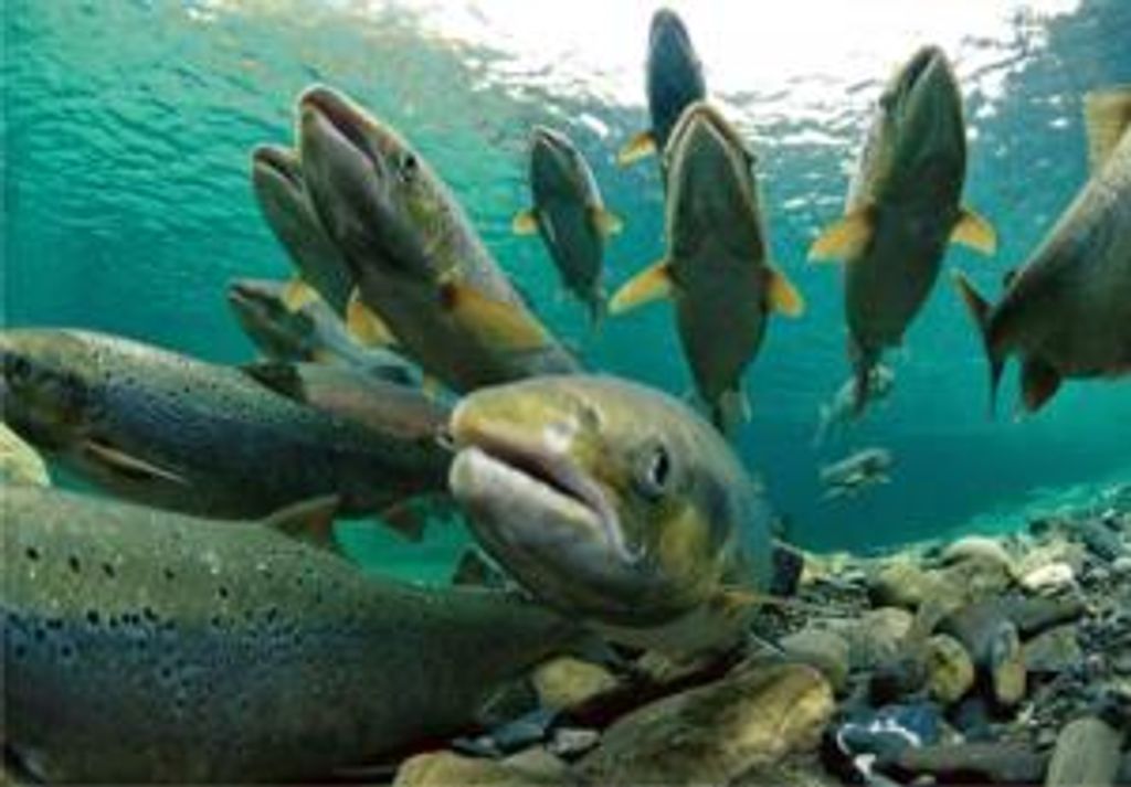 salmon_0 salmon_0