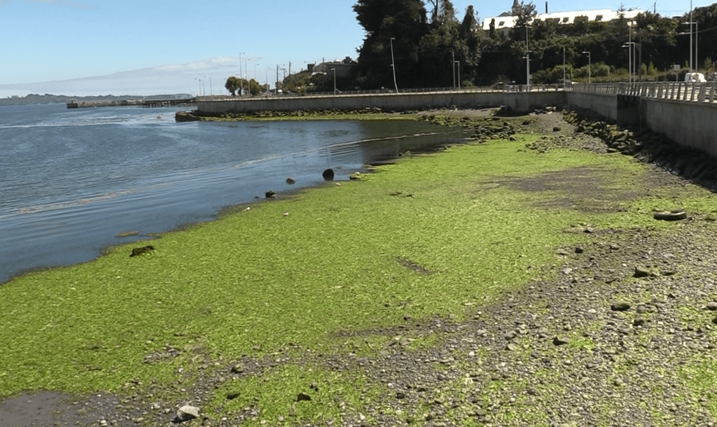 FOTO ANCUD FOTO ANCUD
