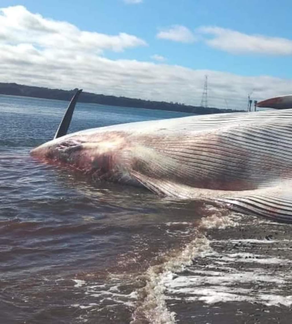 FB_IMG_1691262327209 FB_IMG_1691262327209