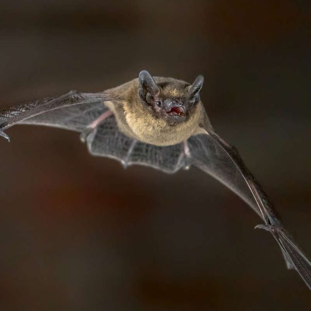 murcielago-hortelano_eff257b5_240605100646_800x800