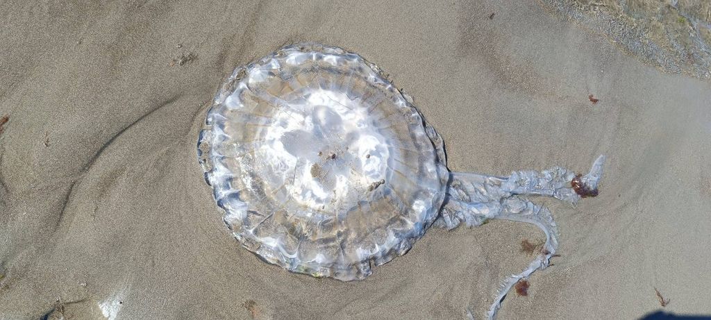 612906686_885204387494708_2446638523895793008_n