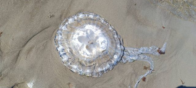 612906686_885204387494708_2446638523895793008_n 612906686_885204387494708_2446638523895793008_n