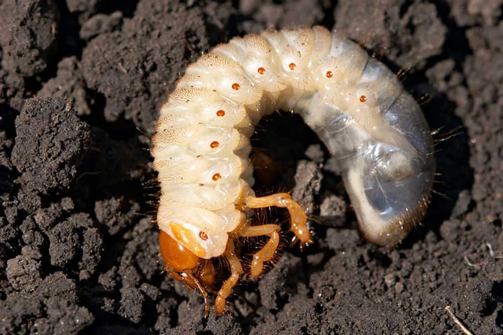 grub-2 grub-2