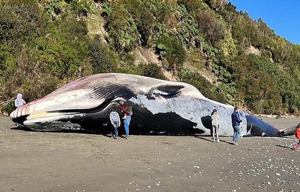 ballena-muerta-ancud-defendamos-chiloe ballena-muerta-ancud-defendamos-chiloe