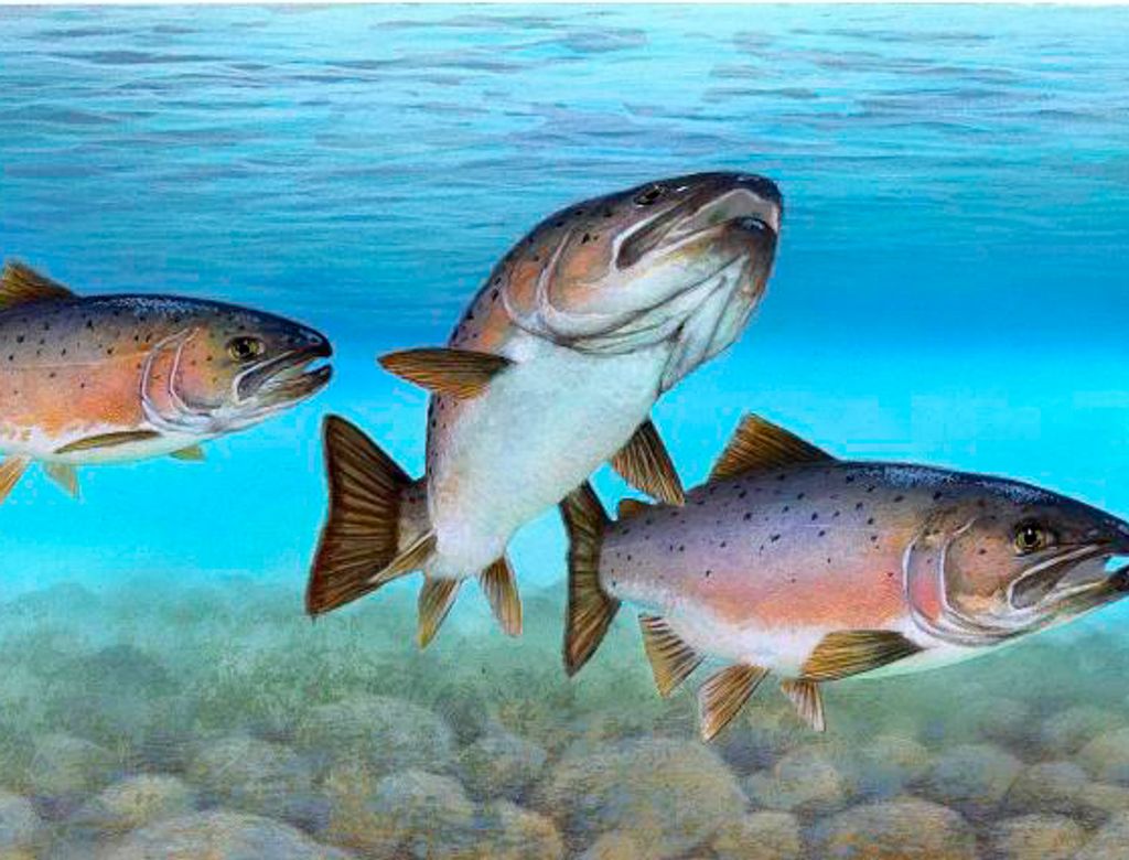 atlantic-salmon-atlantic-fish-c6rtada atlantic-salmon-atlantic-fish-c6rtada