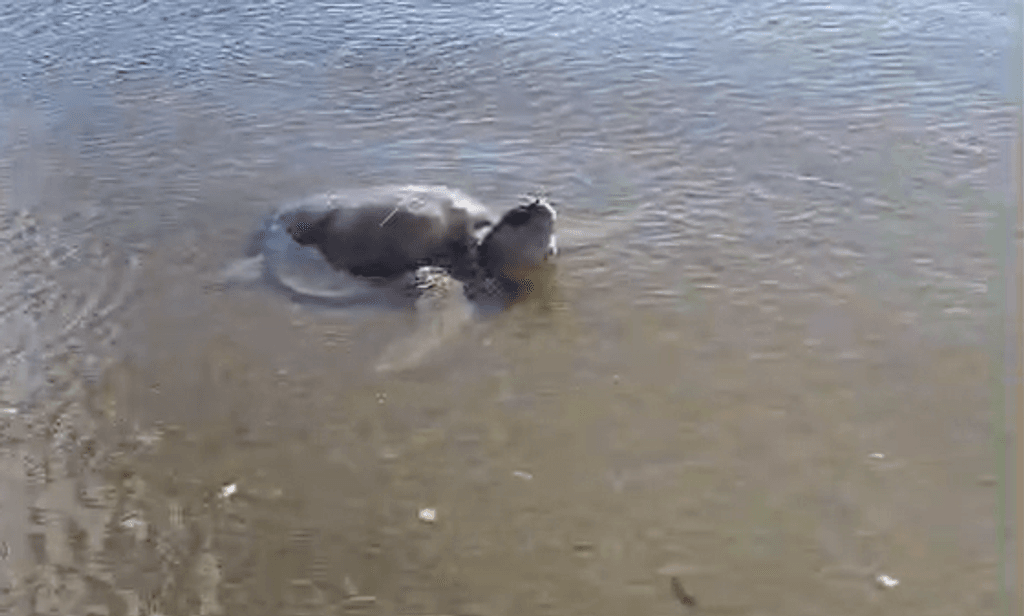 TORTUGA PUPEKDE TORTUGA PUPEKDE