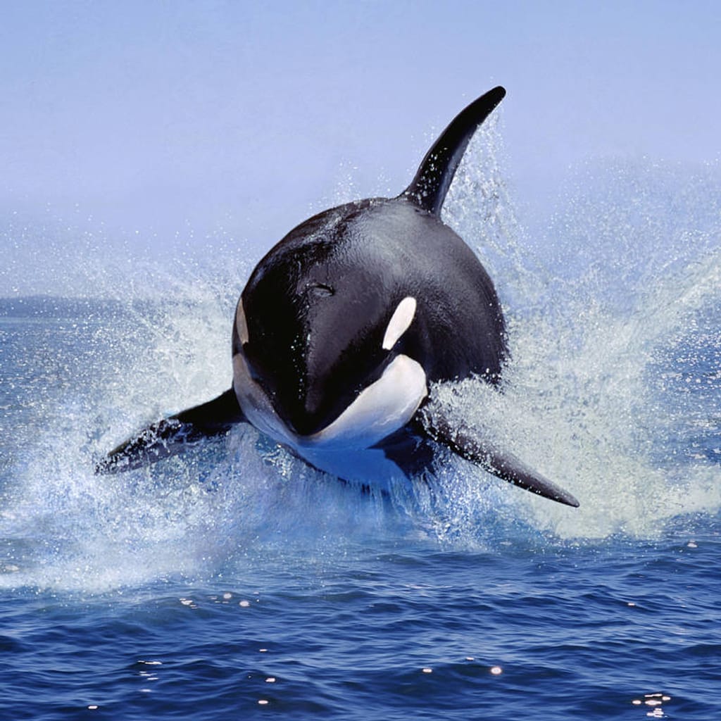 orca-en-estado-salvaje_095169ff_230613120359_800x800 orca-en-estado-salvaje_095169ff_230613120359_800x800