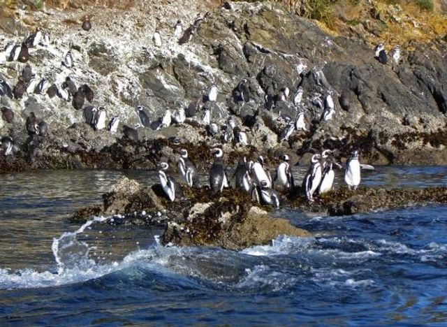 pinguinos