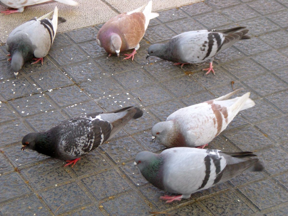 Las palomas pueden convertirse en una plaga Las palomas pueden convertirse en una plaga