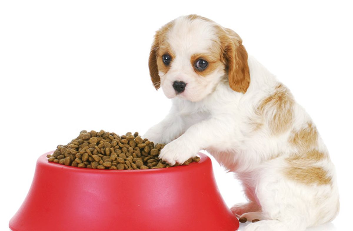 Comida perfecta para su perrito Comida perfecta para su perrito