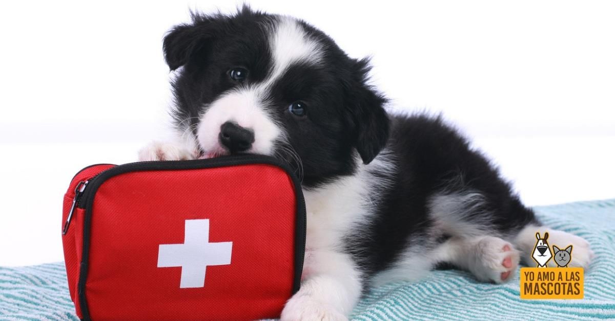 ¿Qué hacer con las mascotas en emergencia? ¿Qué hacer con las mascotas en emergencia?