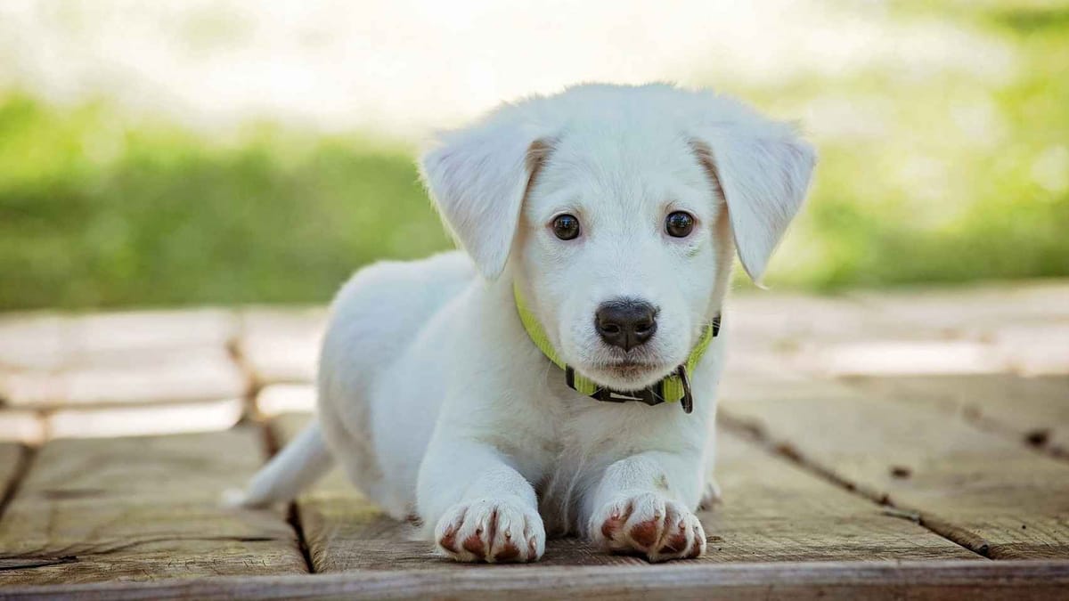 Mascotas obedientes y felices Mascotas obedientes y felices