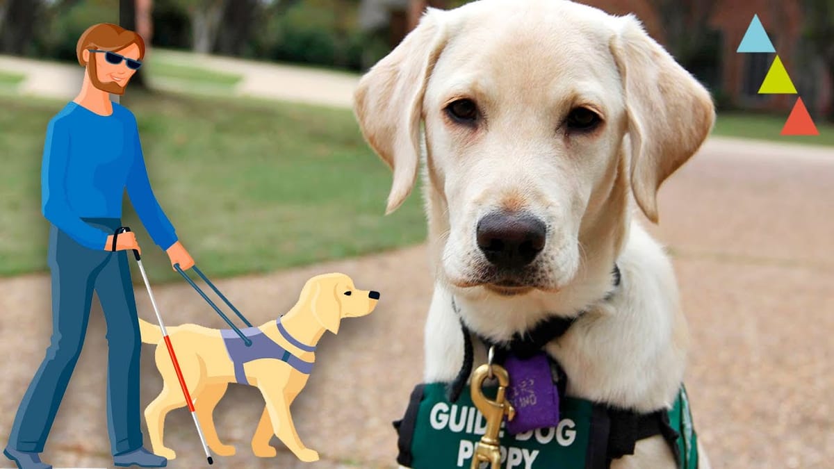 Perros guías ayudan a personas ciegas Perros guías ayudan a personas ciegas