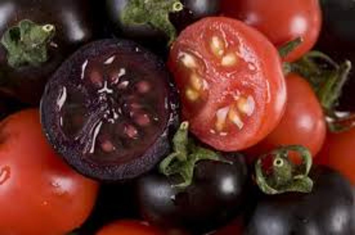 Tomate transgénico Tomate transgénico