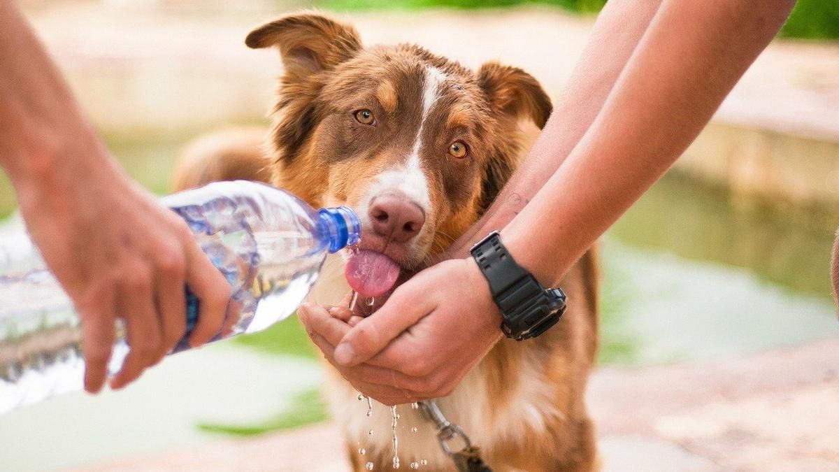 ¿Cómo trato de mantener feliz a mi mascota en ola de calor? ¿Cómo trato de mantener feliz a mi mascota en ola de calor?