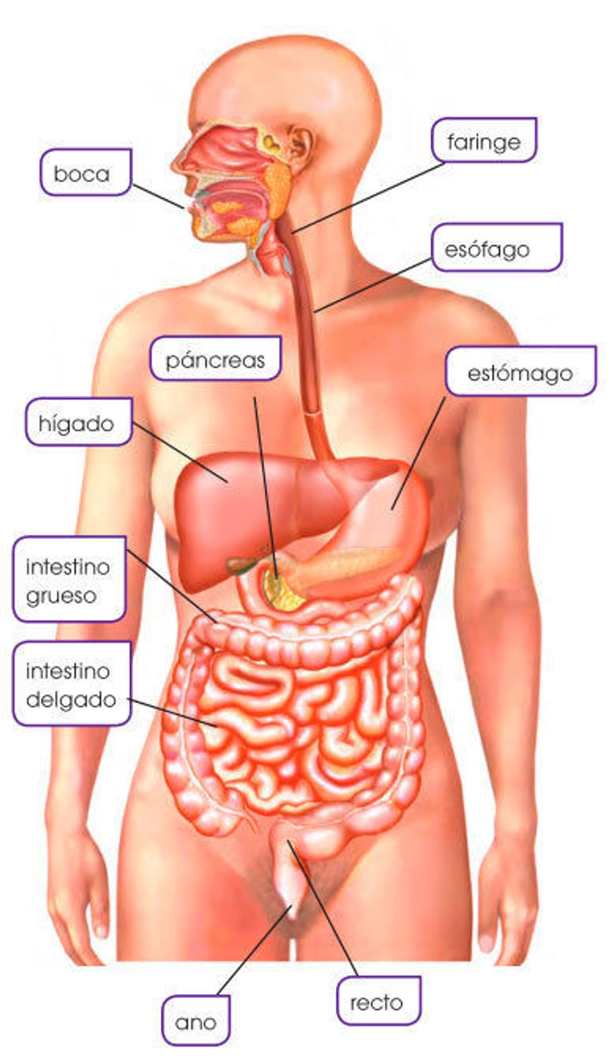 ¿Problemas con la absorción de nutrientes?