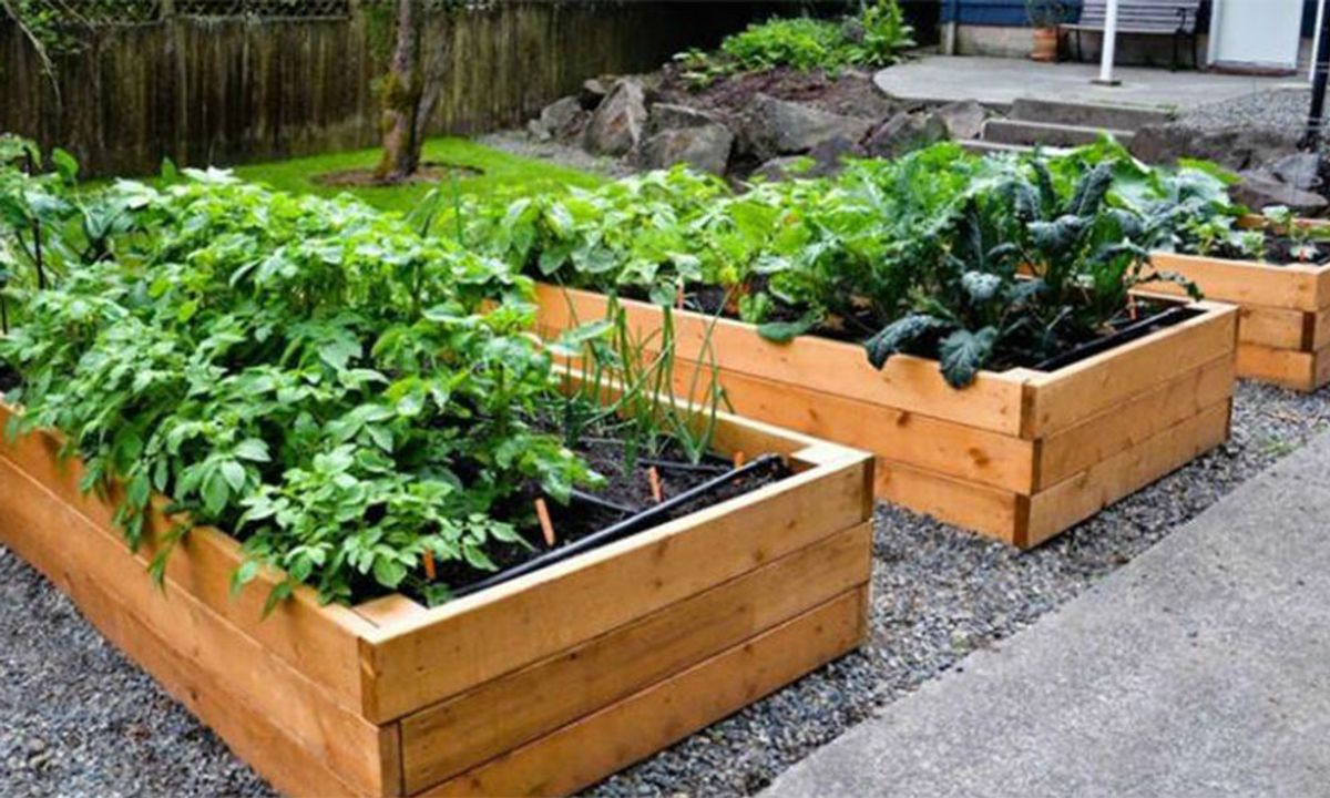 Huertos caseros y naturales Huertos caseros y naturales