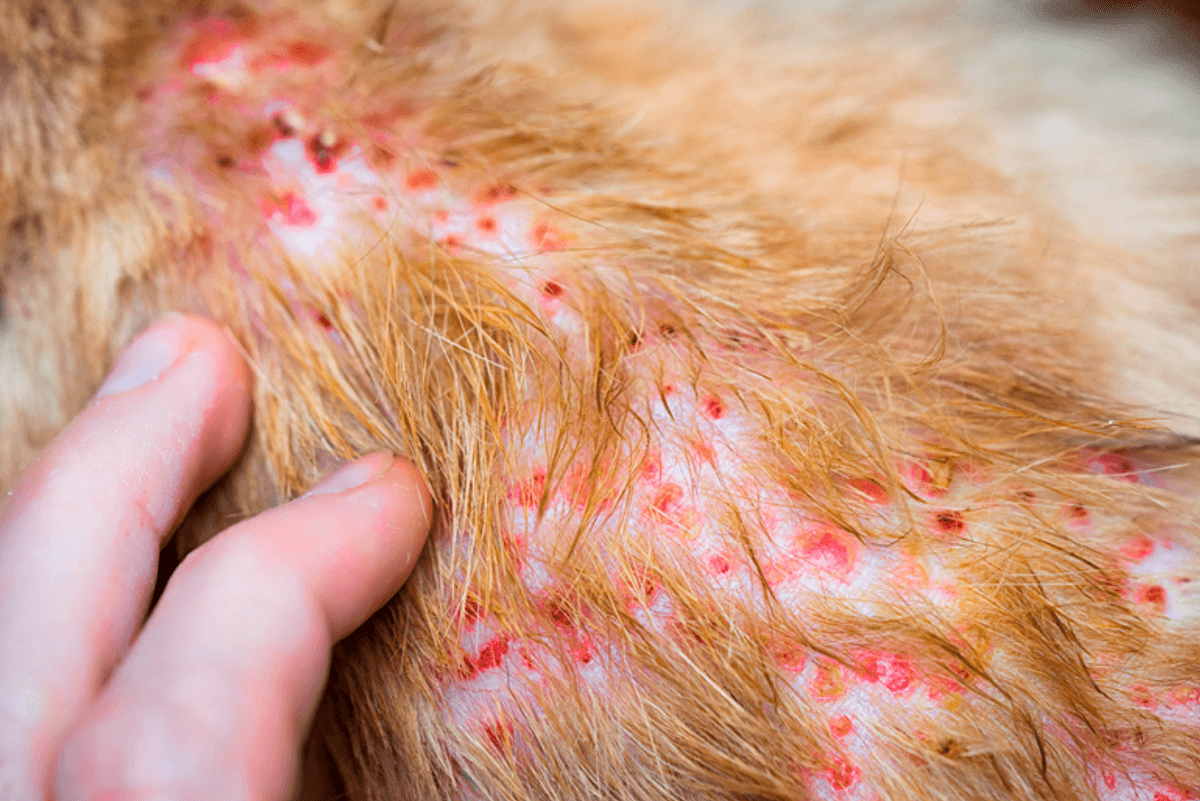 Dermatitis y alergias en nuestras mascotas Dermatitis y alergias en nuestras mascotas