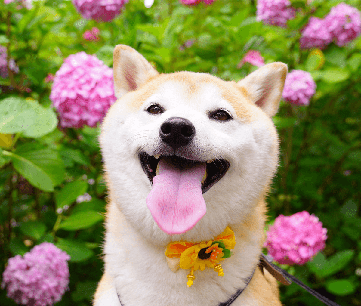 Tranquilos y longevos Tranquilos y longevos