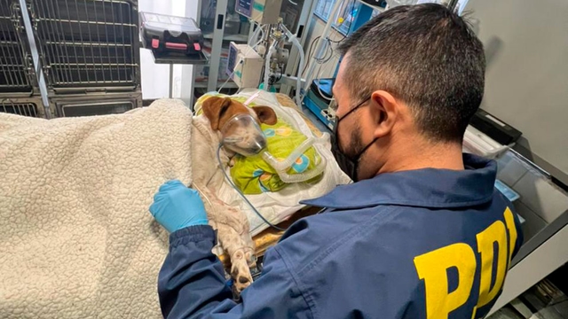 Acuchillan a perro en la cabeza