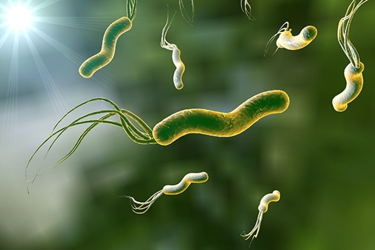 Chao Helicobacter Pylori Chao Helicobacter Pylori