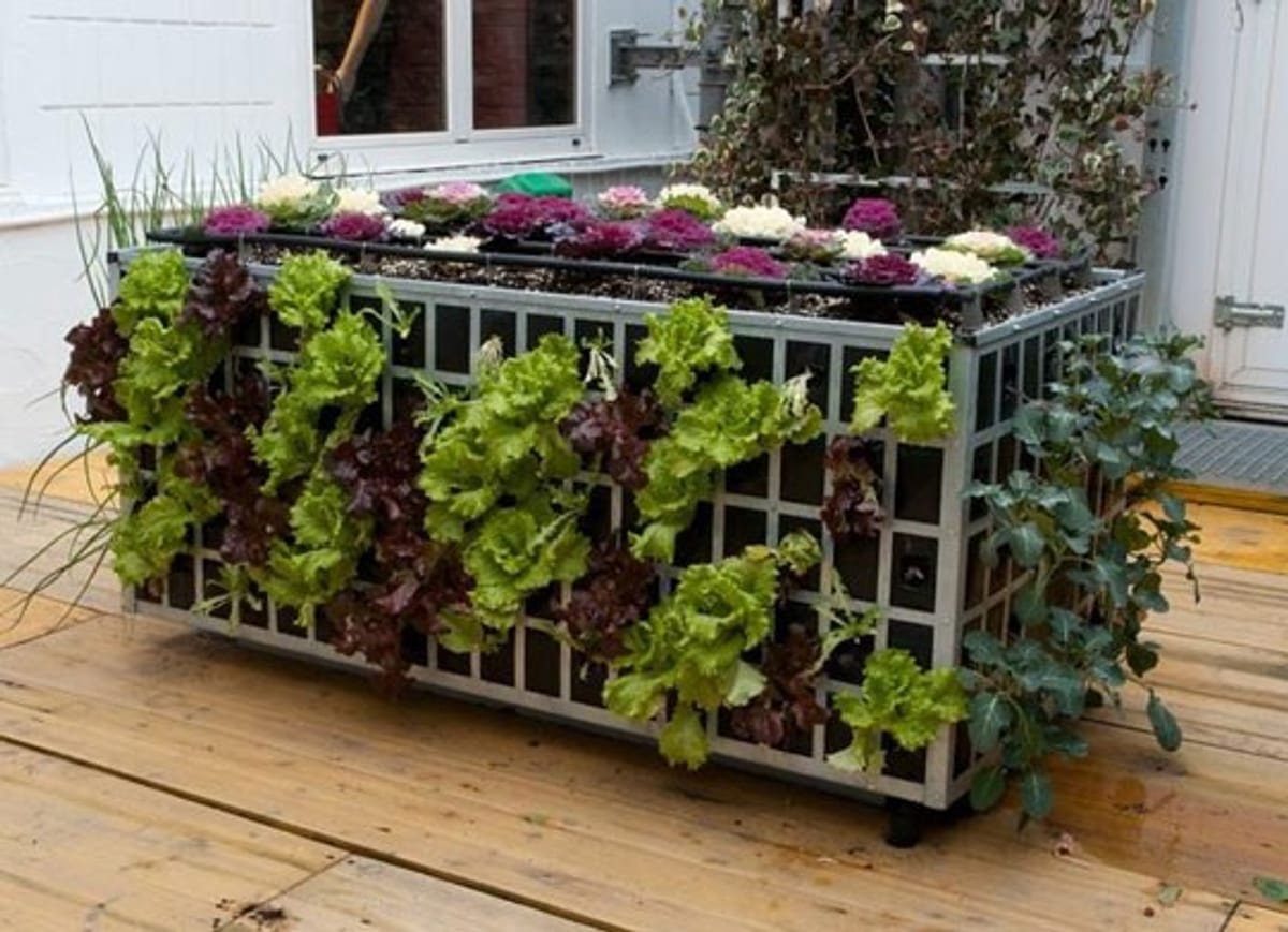 Huertos y verduras en las azoteas de Chile Huertos y verduras en las azoteas de Chile