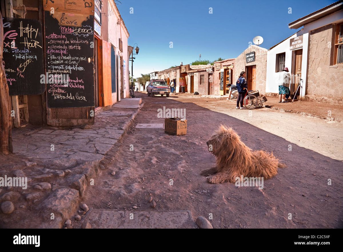 Perros asilvestrados complican a San Pedro de Atacama Perros asilvestrados complican a San Pedro de Atacama