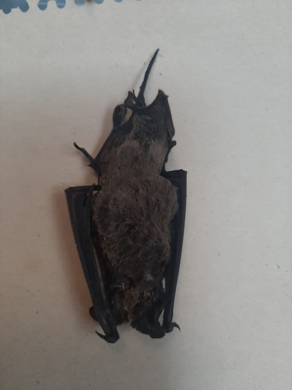 murcielago 01 murcielago 01