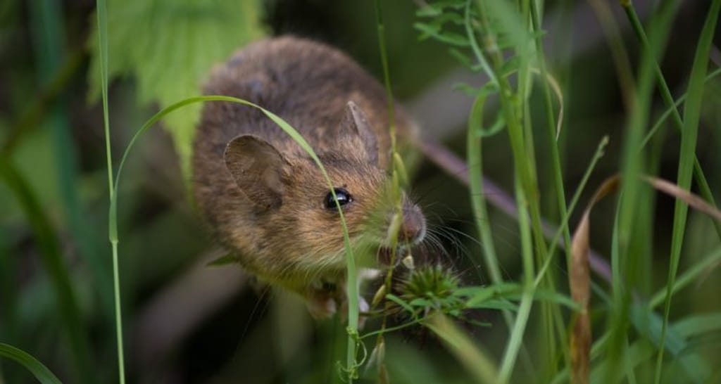 confirman-nuevo-caso-de-virus-hanta confirman-nuevo-caso-de-virus-hanta