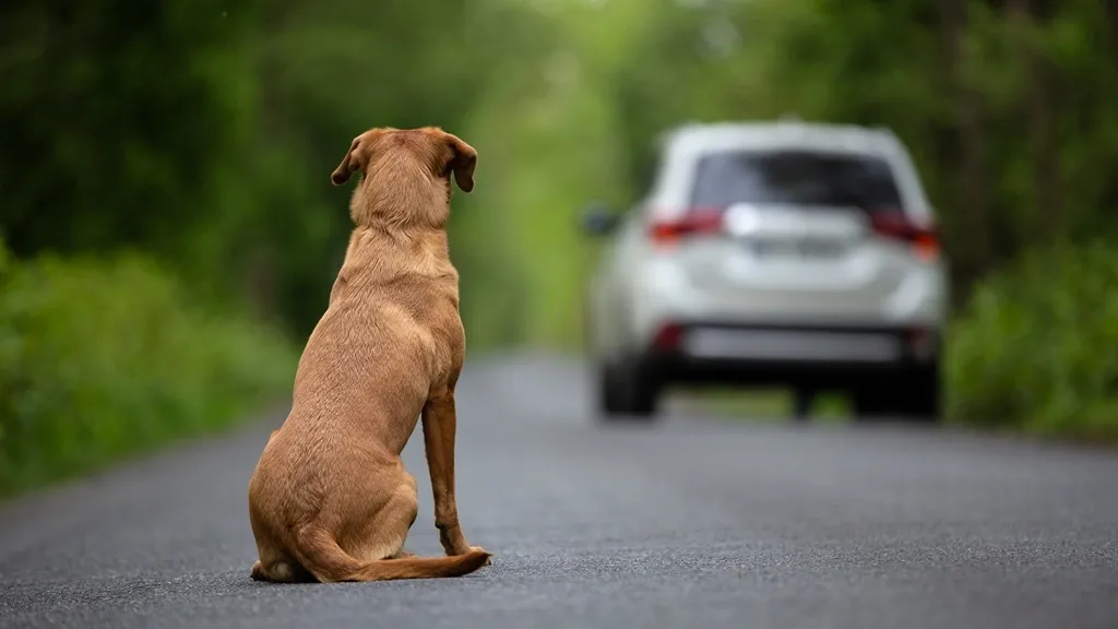 perritoabandonado