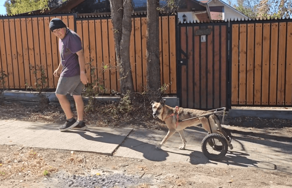 perrita lia perrita lia