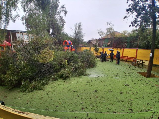 ÁRBOL COLEGIO ÁRBOL COLEGIO