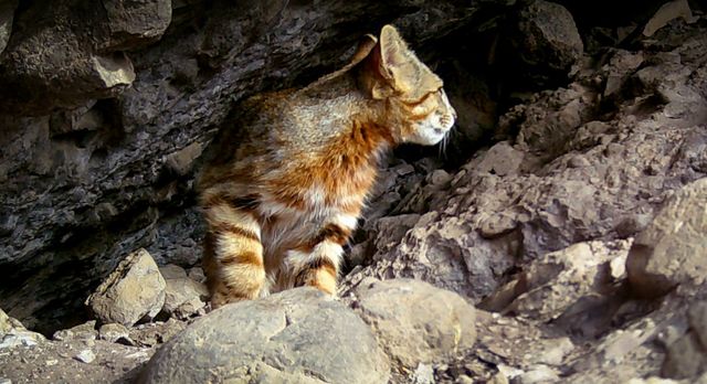 GATO COLOCOLO GATO COLOCOLO