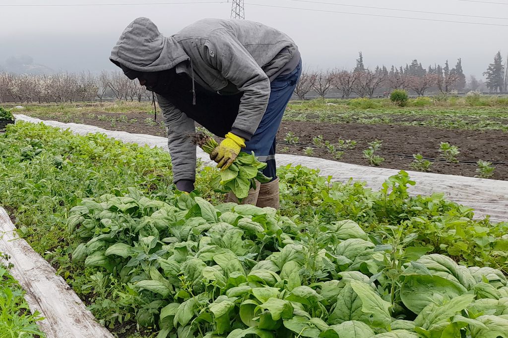 Manejo hortalizas Manejo hortalizas