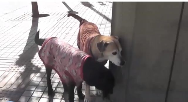 MASCOTAS MASCOTAS